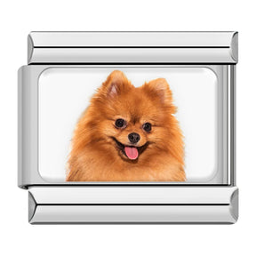Charm Meu Doguinho - Blisca®