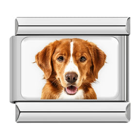 Charm Meu Doguinho - Blisca®